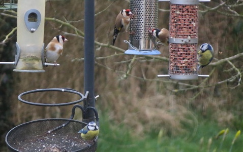 goldfinches (Carduelis carduelis) Kenneth Noble